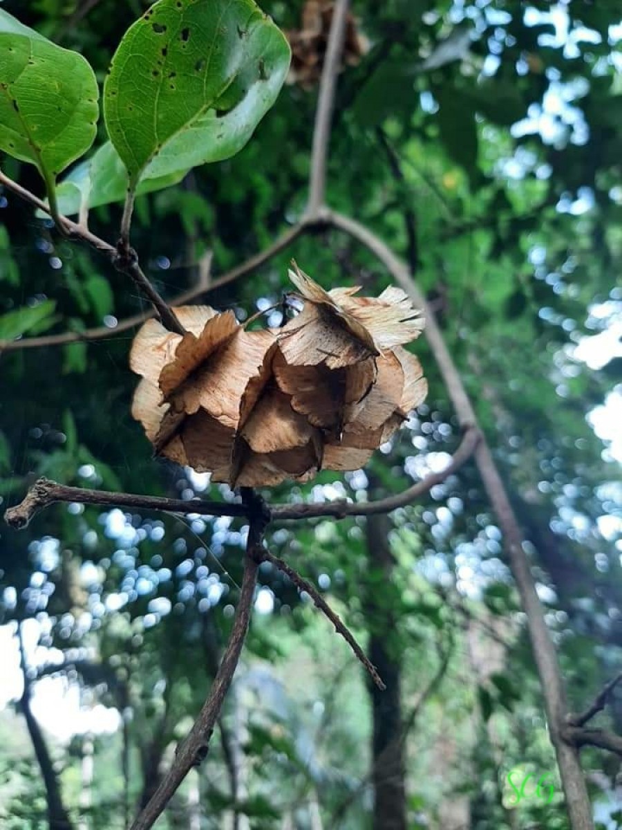 Combretum albidum G.DonRoxb. ex G.Don